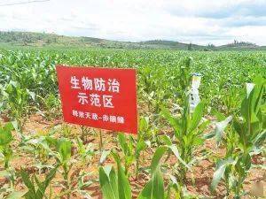 昆明啟動病蟲害防治條例宣傳月 科技引領打響“蟲口奪糧”攻堅戰