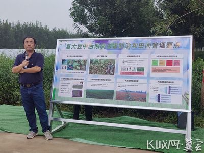 河北省大豆玉米帶狀復合種植突破百萬畝，科技助力農業病蟲害防治
