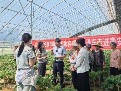 科技賦能羽衣甘藍(lán) 山東省農(nóng)科院蔬菜研究所專家團(tuán)隊(duì)為“網(wǎng)紅蔬菜”高質(zhì)量發(fā)展把脈開方