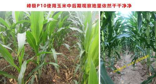 全新玉米田除草利器 四元復(fù)配，封殺全能，抗性雜草防治更優(yōu)